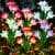 6-Pk KuBace Solar Outdoor LED Lily Flower Garden Lights ($39.99 / (약: 60,152원))