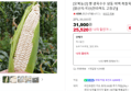 [오늘끝딜] [오복농산] 햇 생옥수수 냉동 미백 흑찰옥수수 [원산지:국산(전라북도 고창군)] (25,520원 / 배송 무료)