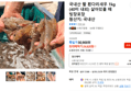 국내산 활 흰다리새우 1kg (40미 내외) 살아있을 때 빙장포장 (24,620원 / 배송 무료)