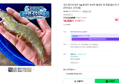 국산 흰다리새우 1kg 왕새우 생새우 활새우 회 제철 (23,900원 / 배송 3,500원)
