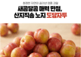 국내산 고당도 노지 도담자두 대과 3kg x1박스 (19,674원 / 배송 무료)