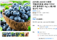 [프리본] 2025년 수확한 개별급속동결 A등급 미국산 세척 블루베리 1kg x 2봉/4봉 (21,900원 / 배송 무료)