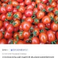 [SK스토아]GAP인증 충남부여 대추방울토마토 2kg (6,960원/무료)