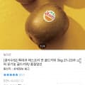 [오늘의집]제스프리 골드키위 3kg 22입 특대과 이상 (19,922원/무료)