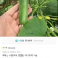 [11번가]국내산 미니오이 2kg (7,830원/무료)