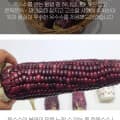 [지마켓]여수 흑 찰옥수수 특품 16cm이상 15개(14,700원/무배)