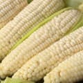 [토스]햇 미백 찰옥수수, 15cm이상, 2kg, 10개 (8,900원/무배)