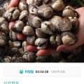 [11번가]남해안 활 새꼬막 3kg(소) (8,080원/무료)