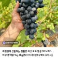 [네이버]블랙펄 포도 1kg (16,900원/무료)