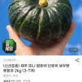 [G마켓]제주 미니 밤호박 보우짱 로얄과 2kg (8,010원/무배)