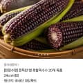 [카카오]흑찰 옥수수 20개 특품 (20,790원 / 무배)