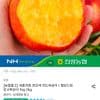 썬프레 복숭아 2kg 중과(18과내외)