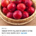 [카카오]국내산 대석자두 4kg 로얄과 (17,970원 / 무배)