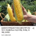 [롯데온]제주 초당옥수수 최상품(15cm이상) 5개 (5,850원/무료)