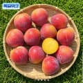 [카카오]의성 후무사 자두 2kg 중과 (11,250원/무료배송)