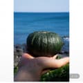 [지마켓]미니 밤호박 4kg (12,330원/무료)