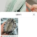 [H몰]산지직송 완도 활전복 8-9미1kg+손질솔 증정 (11,550원/무료)