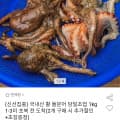 [옥션]국내산 활 돌문어 당일조업 1kg 1-3미 (16,900원/무료)