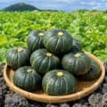 [롯데온]국내산 제주 미니 단호박 6kg 로얄과 (11,200원/무료)