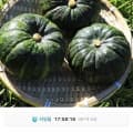 [11번가]제주 미니 보우짱 정품 밤호박 5kg (11,830원/무료)