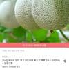 국내산 고당도 머스크메론 1+1 통당 1.6키로 이상