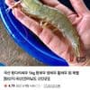 전남 신안군 1kg 왕새우 흰다리새우