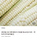 [롯데온]괴산 대학 찰옥수수 16cm이상 8개입 (9,520원/무료)