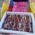 [지마켓]국내산 활 채낚오징어 1kg (16,080원/무료)