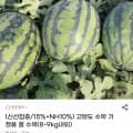 [지마켓]가정용 꿀수박 8~9kg 내외 (13,120원/무료)