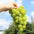 [온충북]샤인머스켓 2kg 3-4송이 (17,900원/무료)