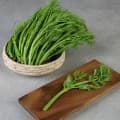 [11번가] 무주 반딧불 여름 두릅 500g+500g (12,060원/무료)