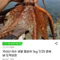 [G마켓]국내산 여수 생물 돌문어 1kg (16,380원/무료)