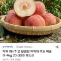 [지마켓]당일수확 딱딱이 백도 복숭아 4kg 23-30과 중소과 (12,450원/무료)