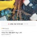 [11번가]국내산 여수 생물 돌문어 1kg (16,900원/무배)