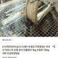 [롯데온]국내산 자포니카 손질 민물장어 1kg (19,590원/무배)