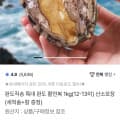 [홈앤쇼핑]특대 완도 활전복 1kg(12-13미)+증정 (17,720원/무료)