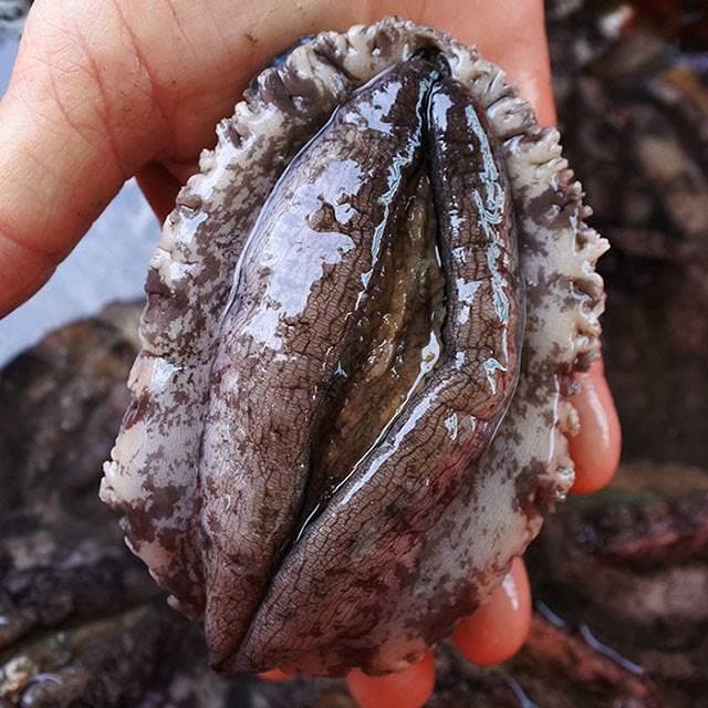 완도 살아서도착 활전복 선물세트 1kg 7~9미 (12,780원 / 무료배송)