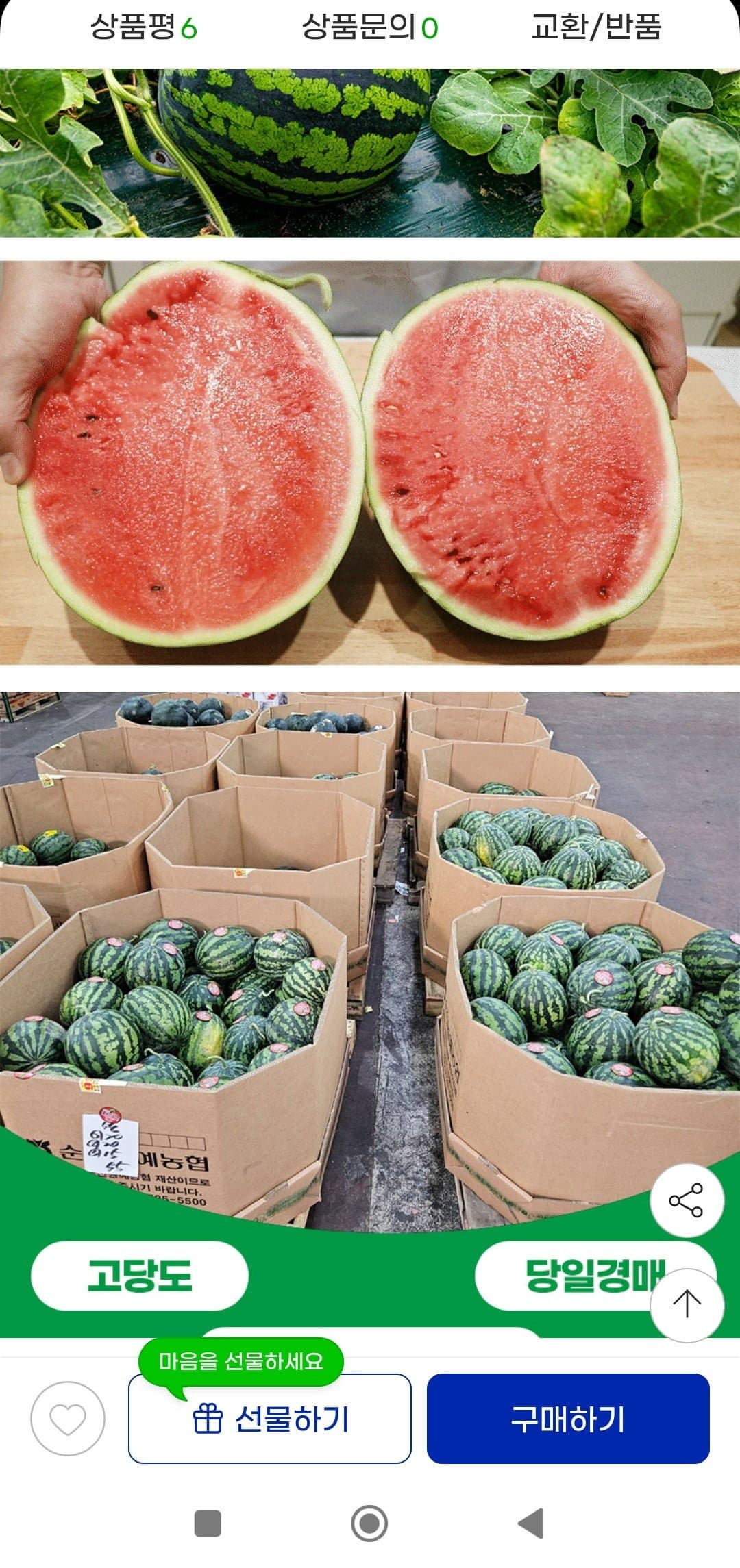 [지마켓]12브릭스가정용 수박 6~7kg(11,440원/무배)