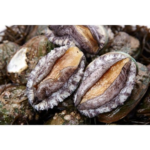 활전복 10-11미 + 손질칼 (0원 / 무료배송)