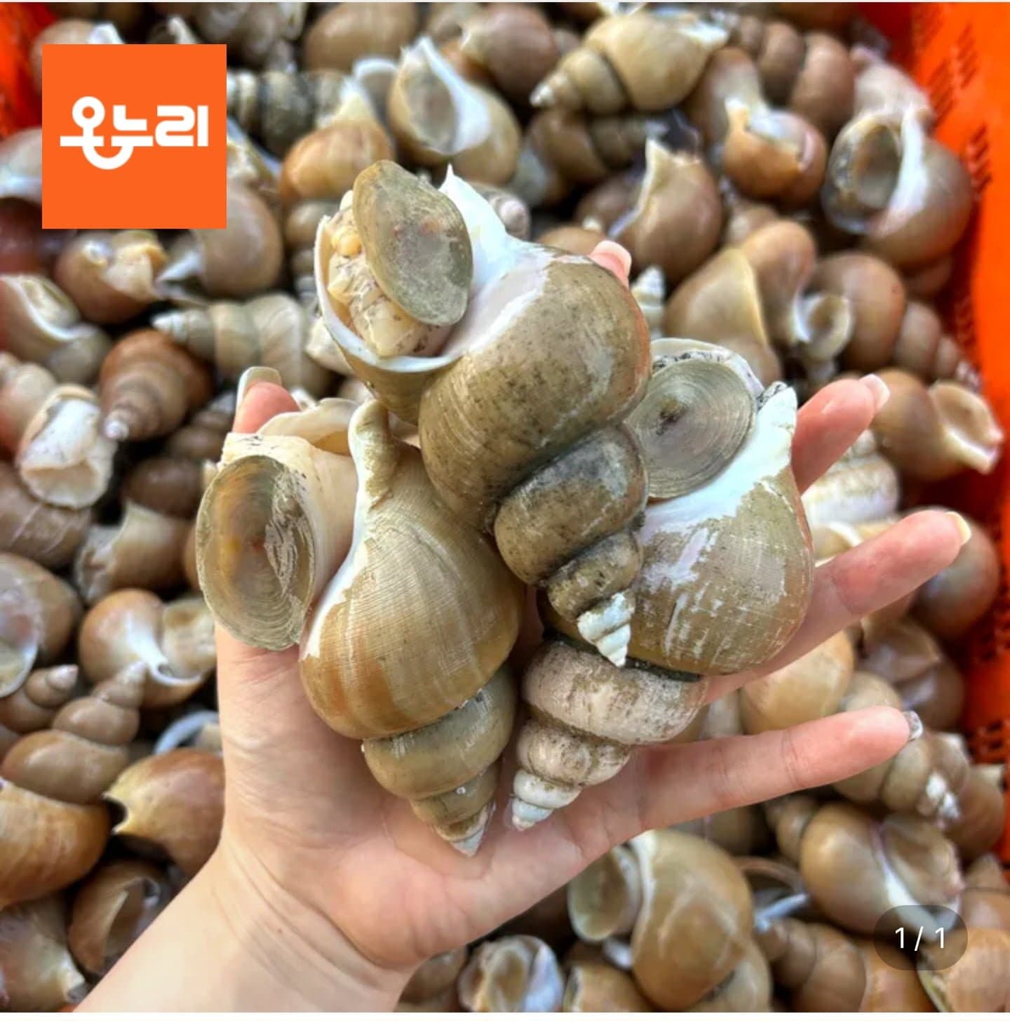 [롯데온]백고동 1kg (9,920원/무료)