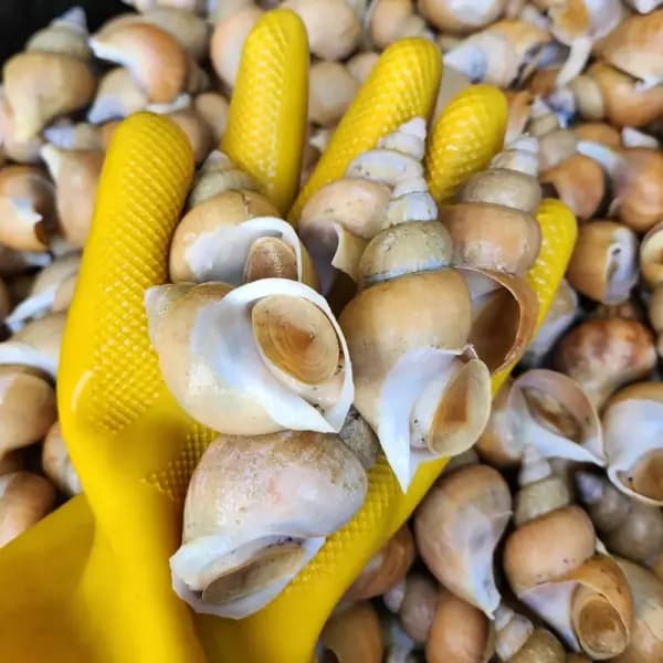 [롯데온]백고동 1kg (9,920원/무료) (무료배송)