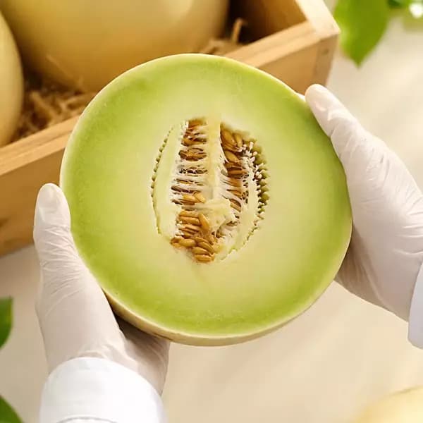 캘리포니아 허니듀 멜론2과 (과당 1.5~1.8kg) (0원 / 무료배송)