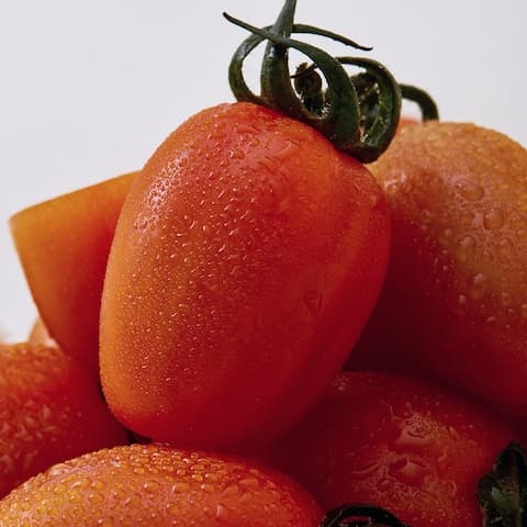 스테비아 토망고 500g 4팩 (0원 / 무료배송)