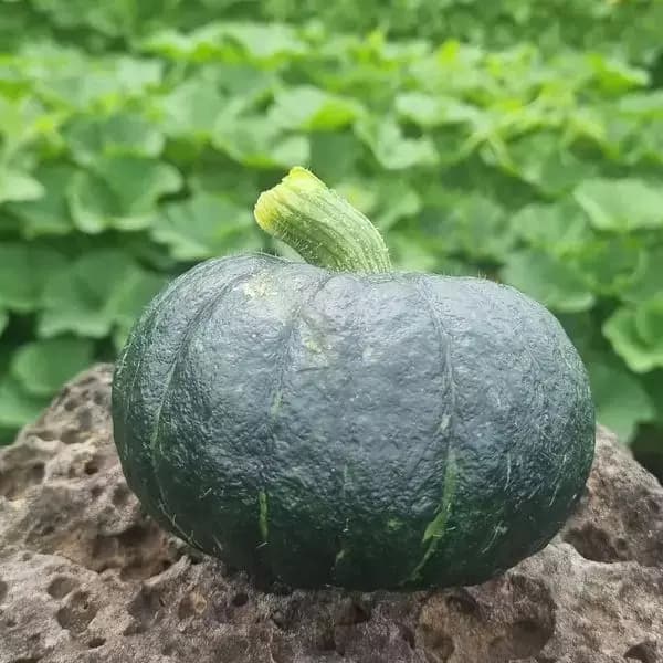 제주 밤단호박 보우짱 4kg (0원 / 무료배송)