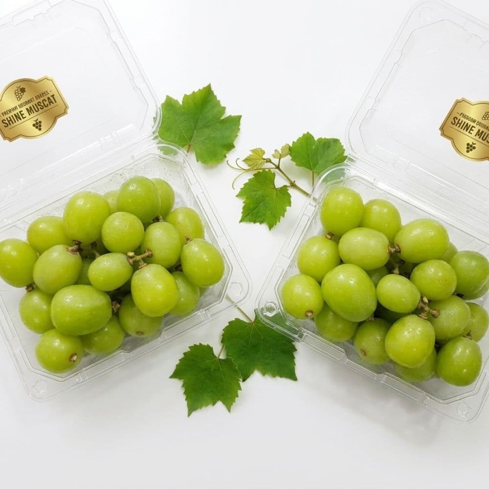 [롯데온]17brix 이상 상단 로얄선별 샤인머스켓 400g4팩 (12,910원/무배)
