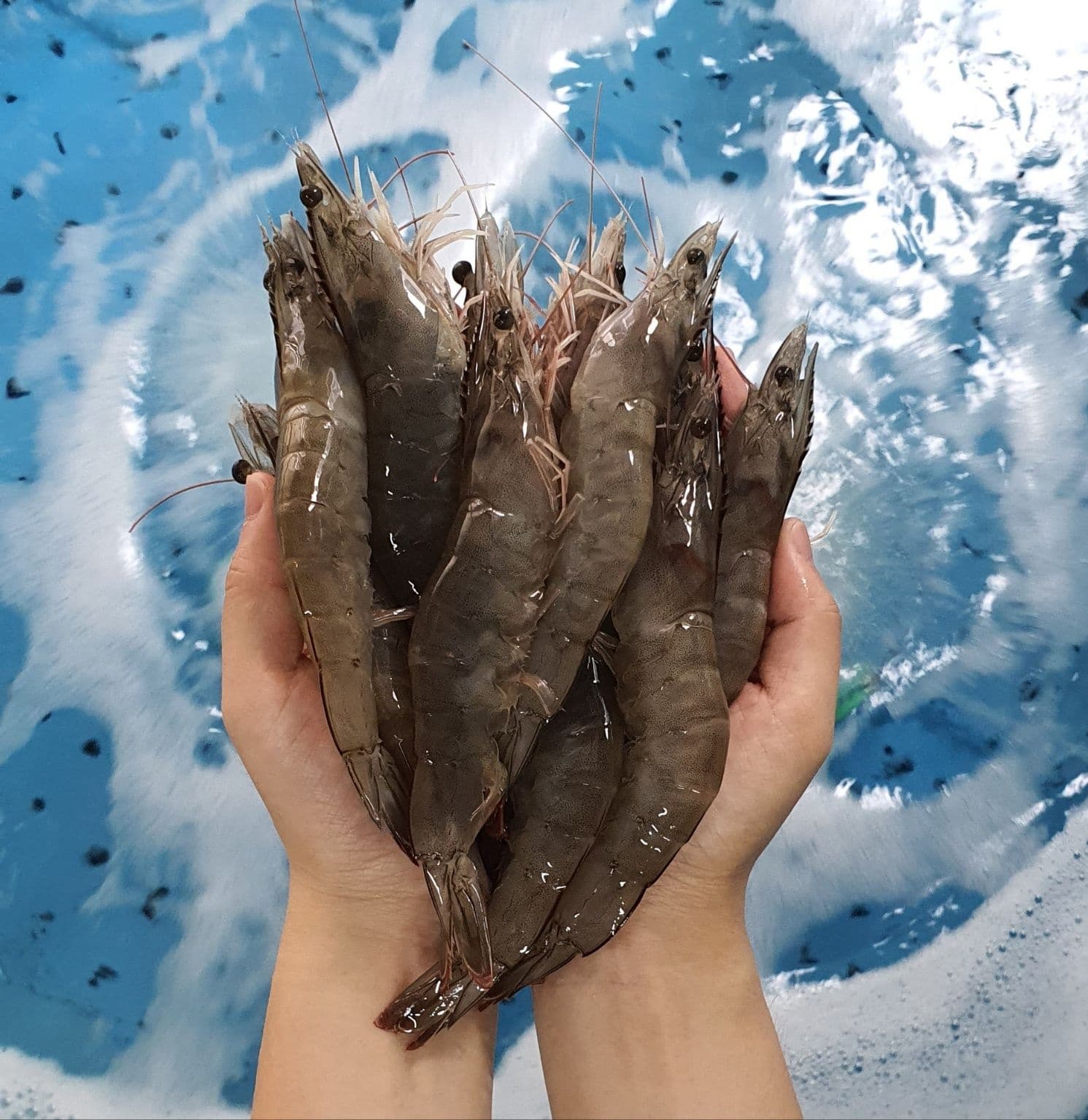 [롯데온]생물 흰다리새우 1kg 33미 내외 (20,690원/무료) (무료배송)