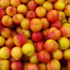 현대홈쇼핑)농할 경북자두 1kg 10,120원 (무료배송)