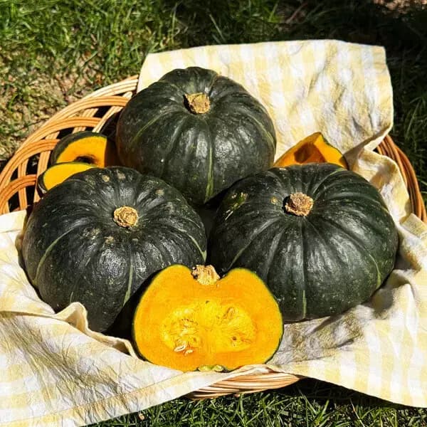 [네이버] 미니 단호박 보우짱 2kg 로얄과 (4,500원 / 무료) (무료배송)