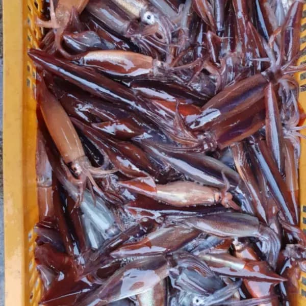 [지마켓] 국내산 생물 초코 오징어 1kg (3-5미내외) (13,920원/무료) (무료배송)