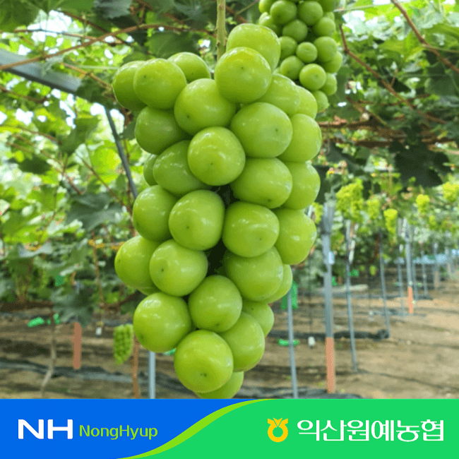 익산원예농협 새콤달콤한 샤인머스켓 2kg (14,630원 / 무료배송)